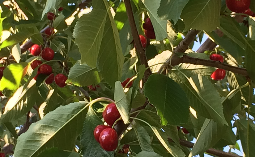 Cherries